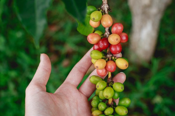 Quels sont les meilleurs circuits pour découvrir les plantations de café en Colombie?