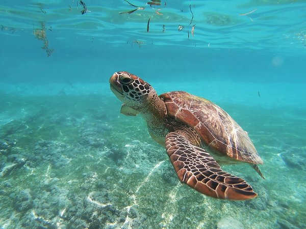Où pratiquer la plongée avec les tortues marines en République Dominicaine : spots et saisons idéales ?